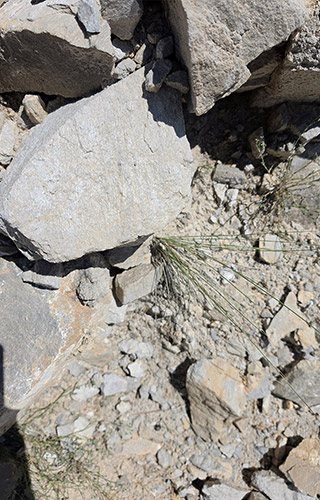 Feldspat